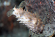 Kurzstachelfisch (Foto: Martin Schmitz)